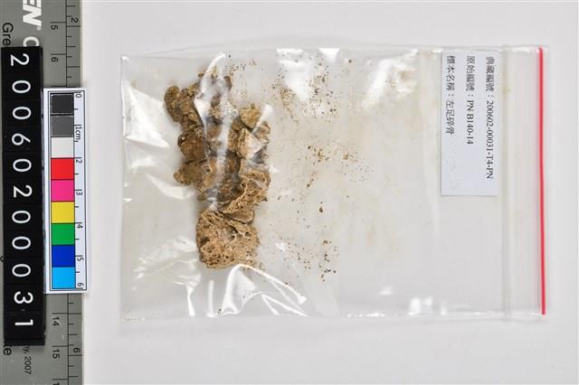複體葬人骨各部位藏品圖，第53張