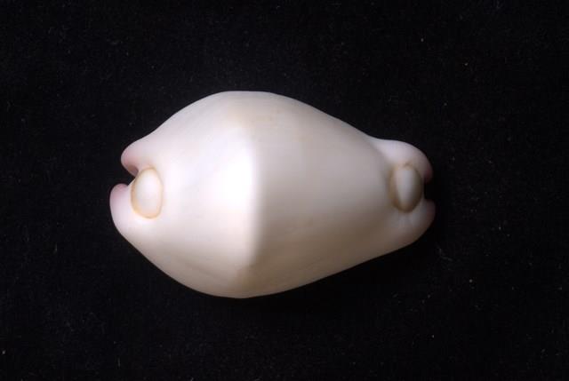 玉兔螺藏品圖，第3張