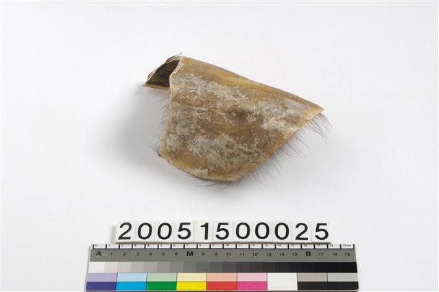牛皮膠藏品圖，第3張