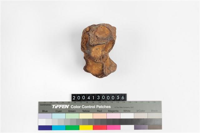 牛頸椎藏品圖，第3張