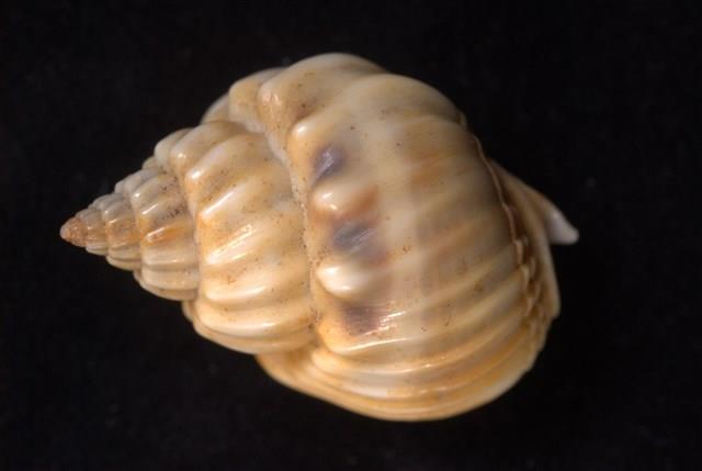 蛋糕織紋螺藏品圖，第3張