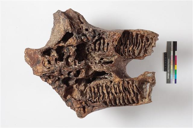 象上顎骨齒藏品圖，第3張