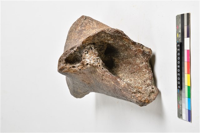 象肱骨中段藏品圖，第3張