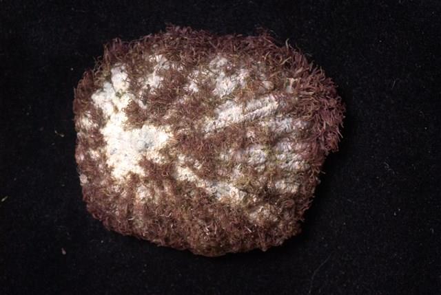 笠螺藏品圖，第3張