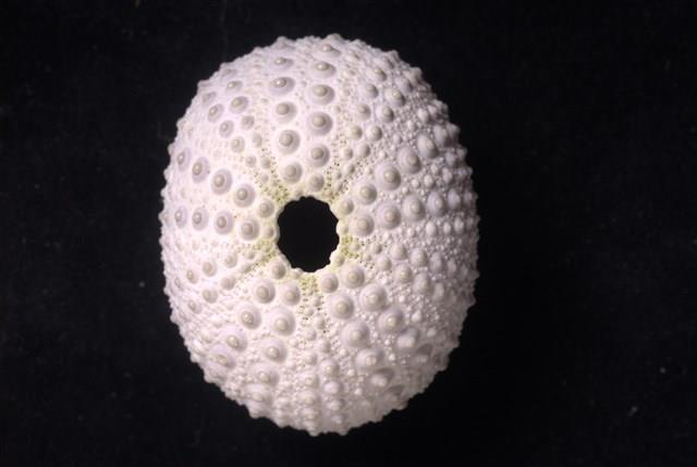 紫海膽藏品圖，第3張