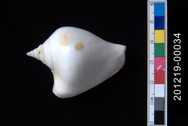 水晶鳳凰螺藏品圖，第1張