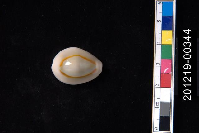 金環寶螺藏品圖，第1張