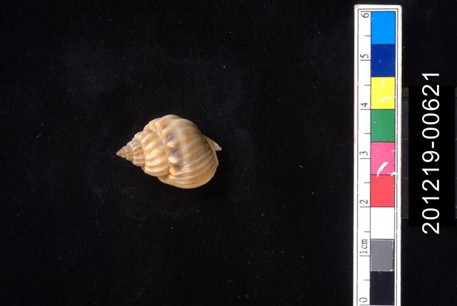 蛋糕織紋螺藏品圖，第1張