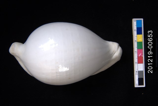 海兔螺藏品圖，第1張