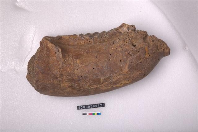 象右下顎骨齒藏品圖，第1張