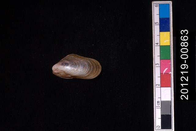 土嘴瓜殼菜蛤藏品圖，第1張