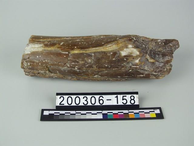 象牙藏品圖，第1張