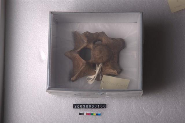 牛頸椎藏品圖，第1張