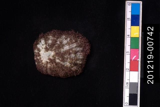 笠螺藏品圖，第1張