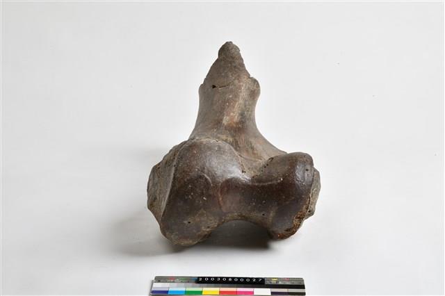 象尺骨藏品圖，第11張