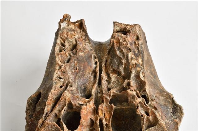象上顎骨齒藏品圖，第4張