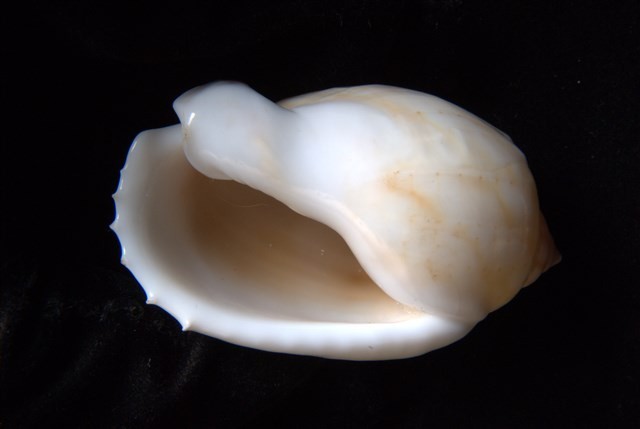 小鬘螺藏品圖，第4張