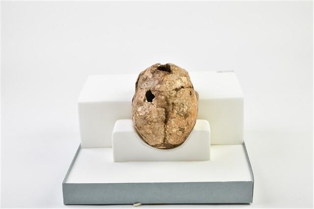 成年女性頭骨藏品圖，第4張