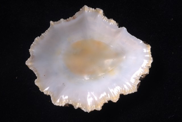 笠螺藏品圖，第4張