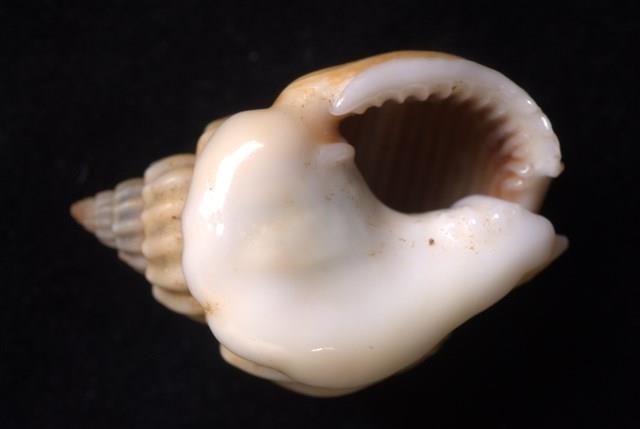 蛋糕織紋螺藏品圖，第4張