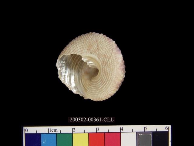 鐘螺藏品圖，第4張