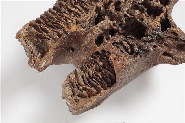 象上顎骨齒藏品圖，第4張