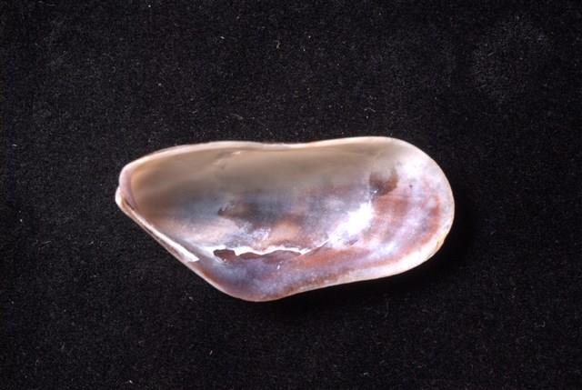 土嘴瓜殼菜蛤藏品圖，第4張