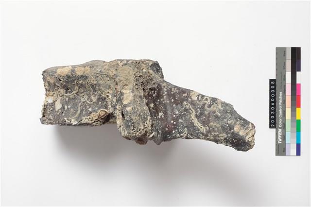 象脊椎骨藏品圖，第4張