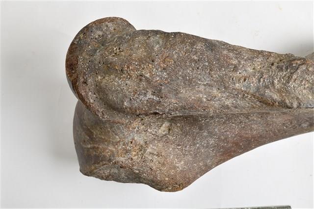象尺骨藏品圖，第4張