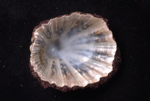 笠螺藏品圖，第4張