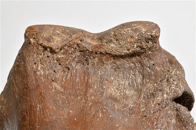 象肱骨上端藏品圖，第14張