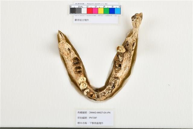 人頭骨殘件藏品圖，第14張