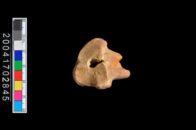 獸骨-掌骨?藏品圖，第5張