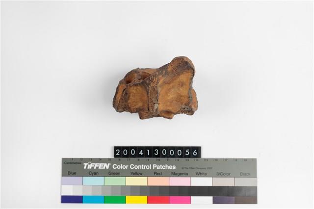 牛頸椎藏品圖，第5張