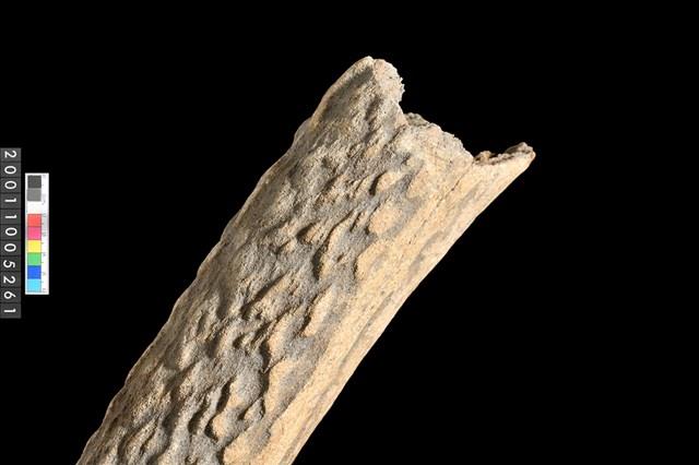鹿角藏品圖，第5張