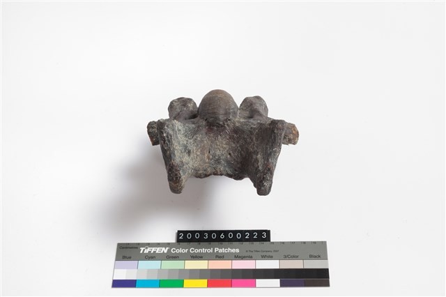 牛脊椎骨藏品圖，第5張