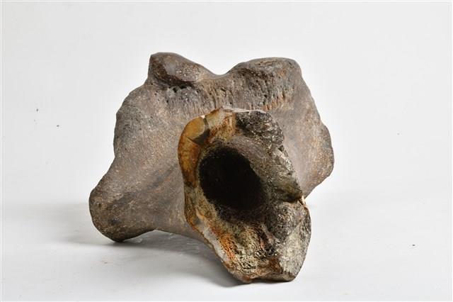 象尺骨藏品圖，第15張