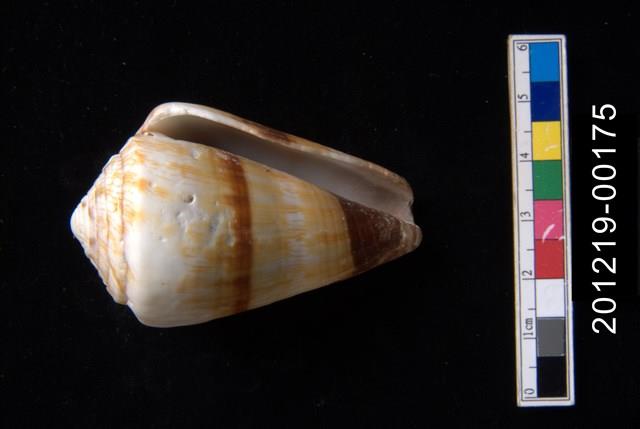 柳絲芋螺藏品圖，第2張