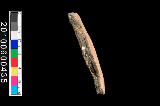 腹片藏品圖，第2張