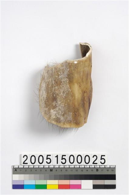 牛皮膠藏品圖，第2張