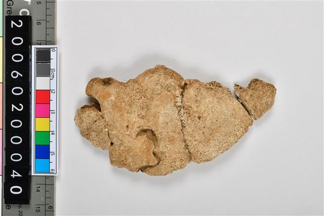 人頭骨頂骨殘片藏品圖，第2張