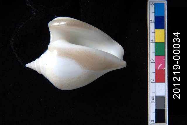 水晶鳳凰螺藏品圖，第2張