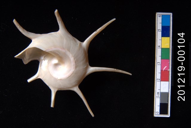 長棘星螺藏品圖，第2張