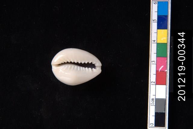 金環寶螺藏品圖，第2張