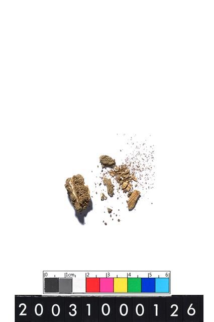 獸齒藏品圖，第2張