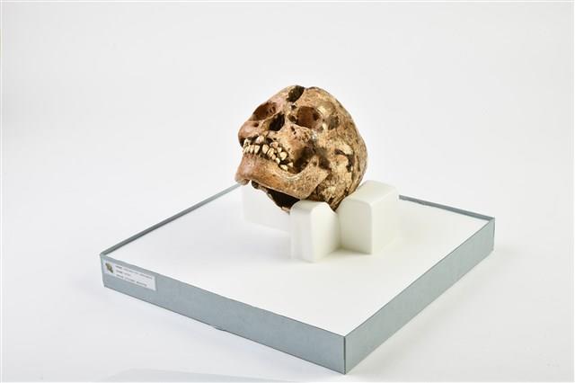 成年女性頭骨藏品圖，第2張