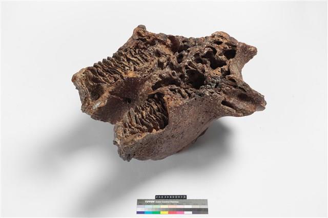 象上顎骨齒藏品圖，第2張