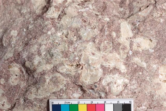 貝殼化石藏品圖，第2張