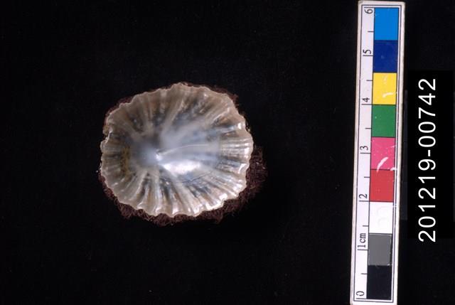 笠螺藏品圖，第2張