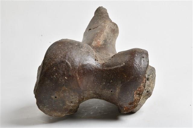 象尺骨藏品圖，第12張